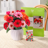 Cheerful Gerberas Pop-Up Bouquet